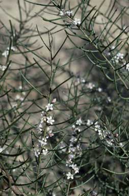 APII jpeg image of Myoporum turbinatum  © contact APII