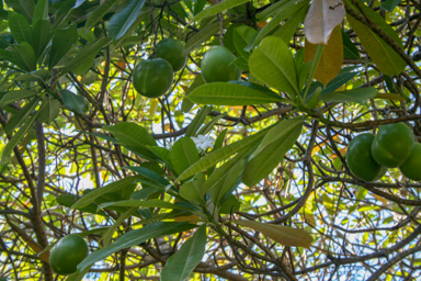 APII jpeg image of Cerbera manghas  © contact APII