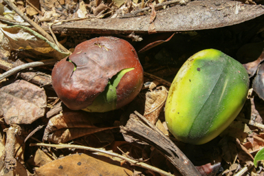 APII jpeg image of Diploglottis australis  © contact APII