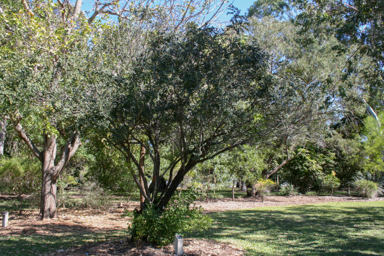 APII jpeg image of Cassia sp.  © contact APII