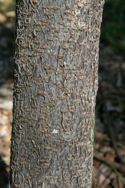 APII jpeg image of Cordia dichotoma  © contact APII
