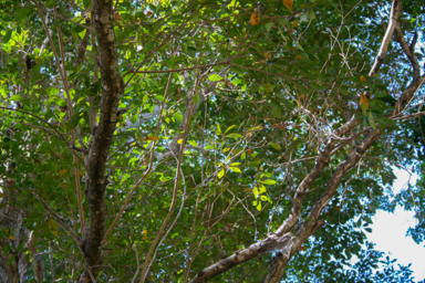 APII jpeg image of Terminalia microcarpa  © contact APII