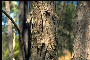 APII jpeg image of Eucalyptus dives  © contact APII