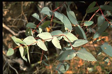 APII jpeg image of Eucalyptus dives  © contact APII