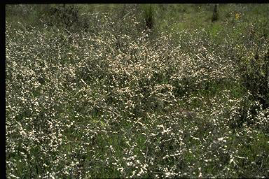 APII jpeg image of Leptospermum multicaule  © contact APII