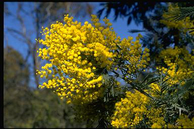 APII jpeg image of Acacia dealbata  © contact APII