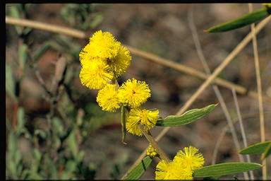 APII jpeg image of Acacia lanigera  © contact APII