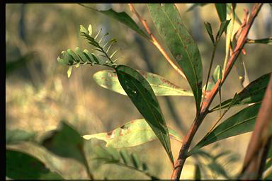 APII jpeg image of Acacia rubida  © contact APII