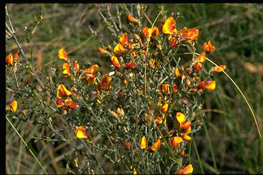 APII jpeg image of Mirbelia oxyloboides  © contact APII