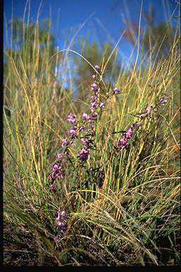 APII jpeg image of Hovea linearis  © contact APII