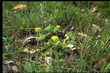 APII jpeg image of Hydrocotyle laxiflora  © contact APII