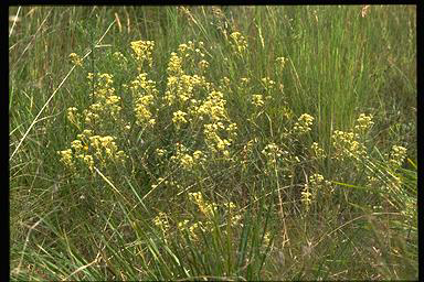 APII jpeg image of Astrotricha ledifolia  © contact APII