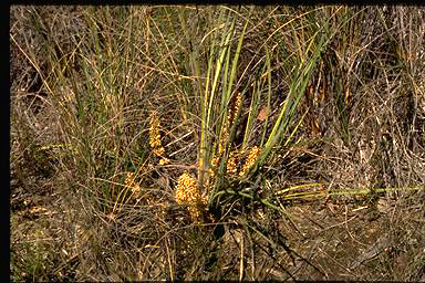 APII jpeg image of Lomandra multiflora subsp. multiflora  © contact APII