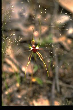 APII jpeg image of Caladenia tentaculata subsp.  © contact APII