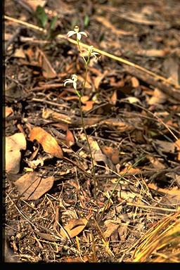 APII jpeg image of Caladenia dimorpha subsp.  © contact APII