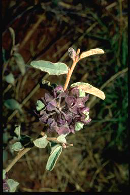 APII jpeg image of Keraudrenia nephosperma  © contact APII