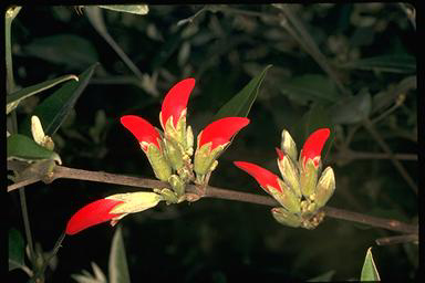 APII jpeg image of Brachysema celsianum  © contact APII