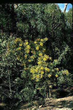 APII jpeg image of Daviesia laxiflora  © contact APII