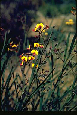 APII jpeg image of Daviesia longifolia  © contact APII