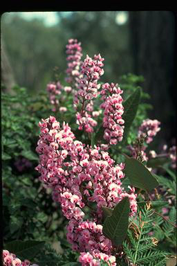 APII jpeg image of Hardenbergia violacea 'Aspiration'  © contact APII