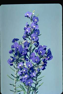 APII jpeg image of Hovea stricta  © contact APII