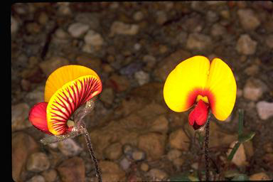 APII jpeg image of Isotropis cuneifolia subsp. cuneifolia  © contact APII