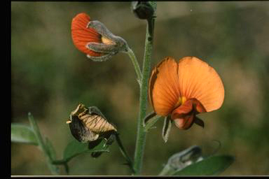 APII jpeg image of Isotropis foliosa  © contact APII