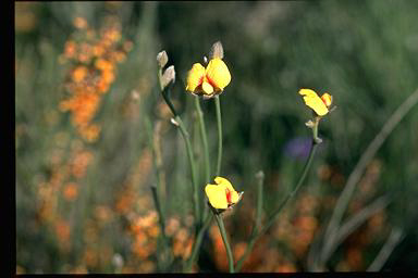 APII jpeg image of Jacksonia restioides  © contact APII