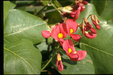 APII jpeg image of Kennedia macrophylla  © contact APII