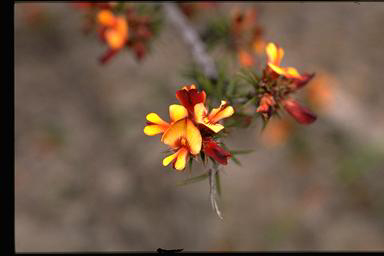 APII jpeg image of Pultenaea acerosa  © contact APII