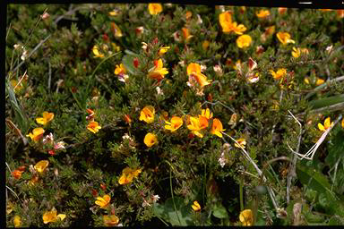 APII jpeg image of Pultenaea fascicularis  © contact APII