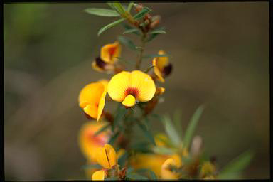 APII jpeg image of Pultenaea muelleri  © contact APII