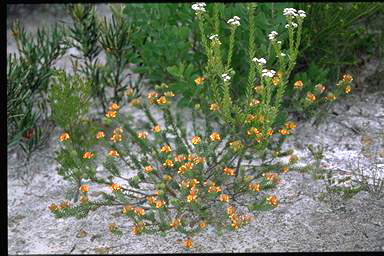 APII jpeg image of Pultenaea tuberculata  © contact APII