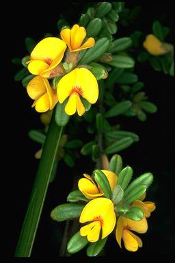 APII jpeg image of Pultenaea cuneata  © contact APII