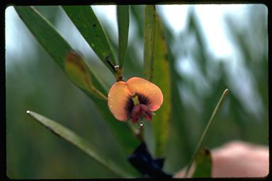 APII jpeg image of Daviesia megacalyx  © contact APII