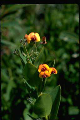 APII jpeg image of Daviesia ovata  © contact APII