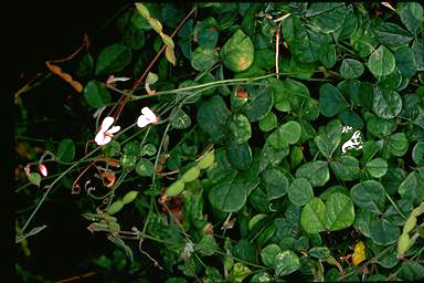 APII jpeg image of Desmodium gunnii  © contact APII