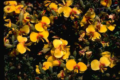 APII jpeg image of Dillwynia prostrata  © contact APII