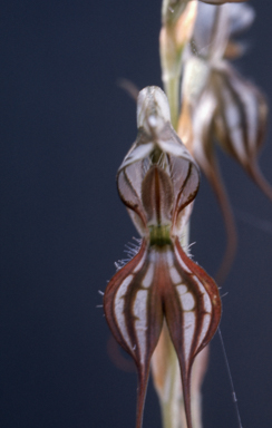 APII jpeg image of Pterostylis biseta  © contact APII