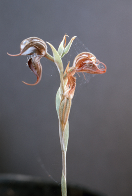 APII jpeg image of Pterostylis boormanii  © contact APII