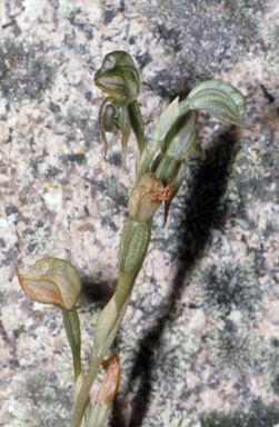 APII jpeg image of Pterostylis aciculiformis  © contact APII