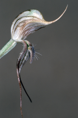 APII jpeg image of Pterostylis excelsa  © contact APII