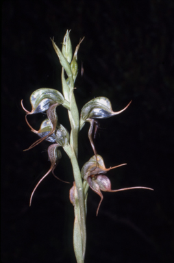 APII jpeg image of Pterostylis xerophila  © contact APII