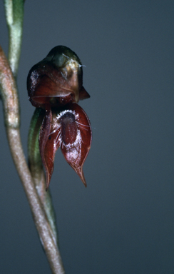 APII jpeg image of Pterostylis squamata  © contact APII