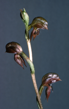 APII jpeg image of Pterostylis squamata  © contact APII