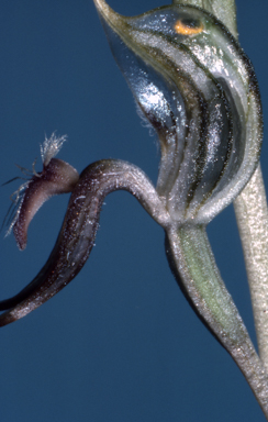 APII jpeg image of Pterostylis setifera  © contact APII