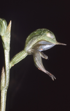 APII jpeg image of Pterostylis aciculiformis  © contact APII