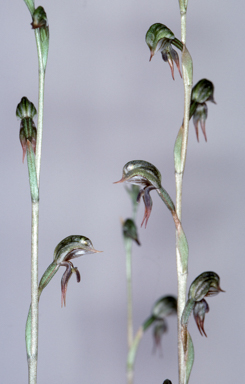 APII jpeg image of Pterostylis pusilla  © contact APII