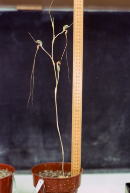 APII jpeg image of Pterostylis woollsii  © contact APII