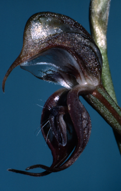 APII jpeg image of Pterostylis hamata  © contact APII